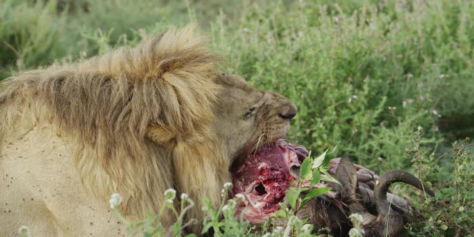 Lion eating dead prey