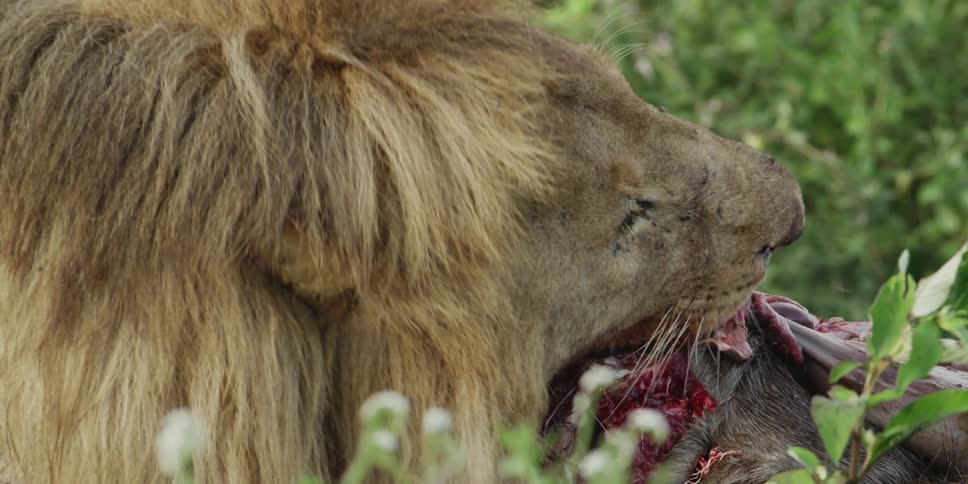 Lion gnawing on dead prey