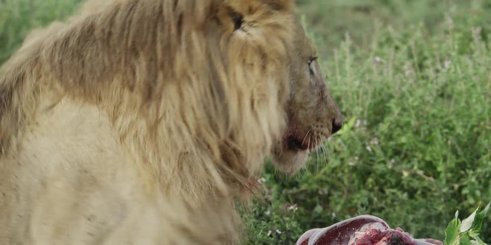 Lion laying over prey