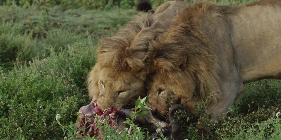 Two lions eating their kill