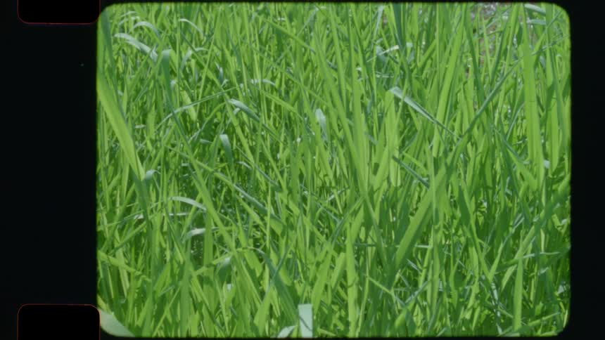 Vintage 16mm film footage shows a close-up of vibrant green grass swaying gently in the breeze