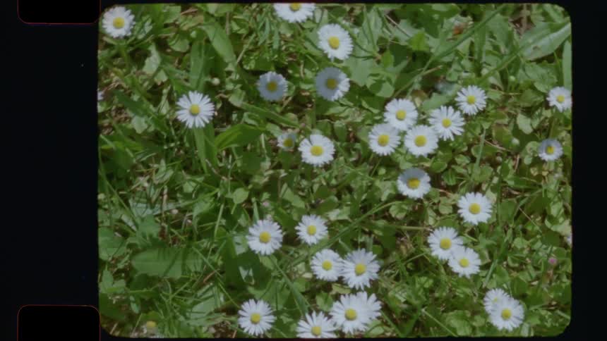 A top-down vintage 16mm film view of a patch of delicate white daisies growing in bright green grass on a sunny day