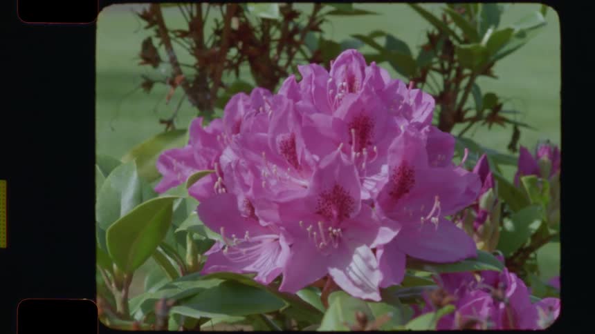 A 16mm film close-up of vibrant pink rhododendron flowers blooming in a sunny garden