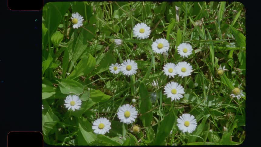 A nostalgic 16mm film captures a top-down view of delicate white daisies in a sunlit green meadow