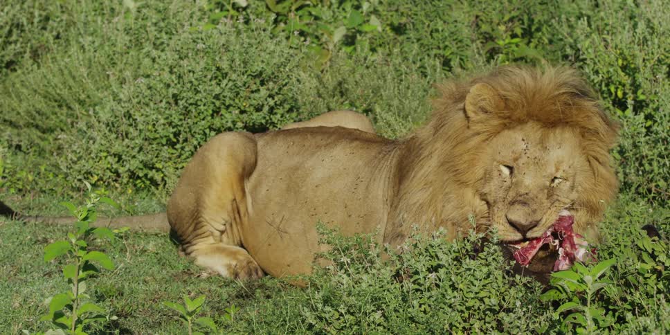 Lion eating dead prey