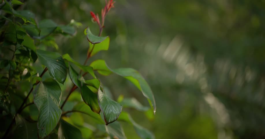 A water droplet hangs from the tip of a lush green leaf in a peaceful garden setting