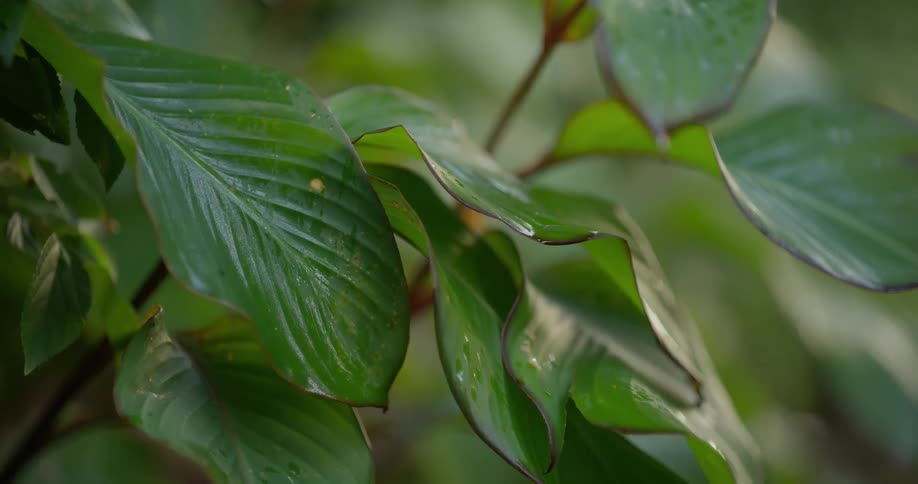 A detailed close-up of large, waxy green leaves covered in morning dew in a lush garden