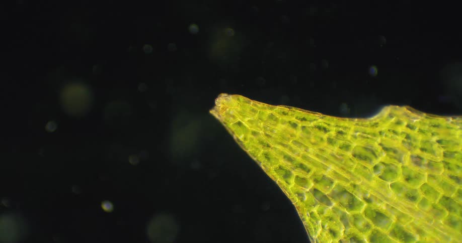 A detailed microscopic view shows the cellular structure and chlorophyll within the tip of a green moss leaf