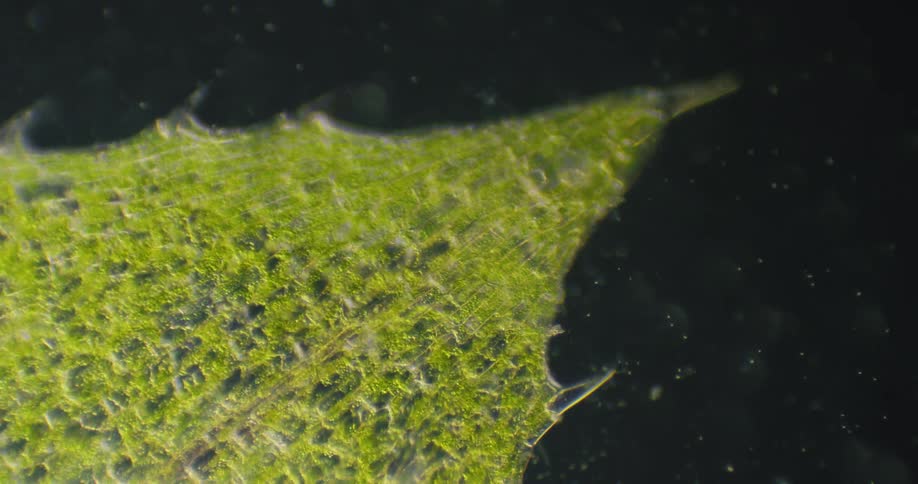 A microscopic view of cytoplasmic streaming, the movement of chloroplasts and cytoplasm within a green plant cell