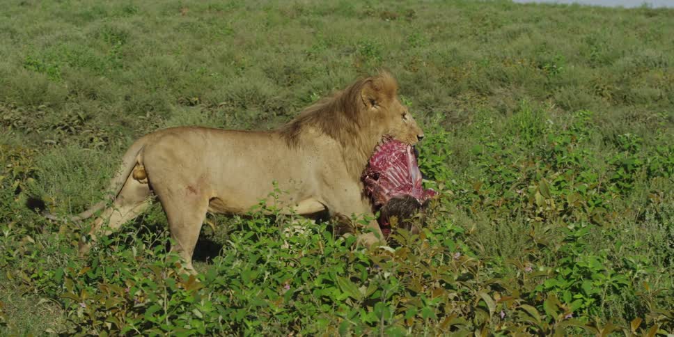 A lion carrying his kill