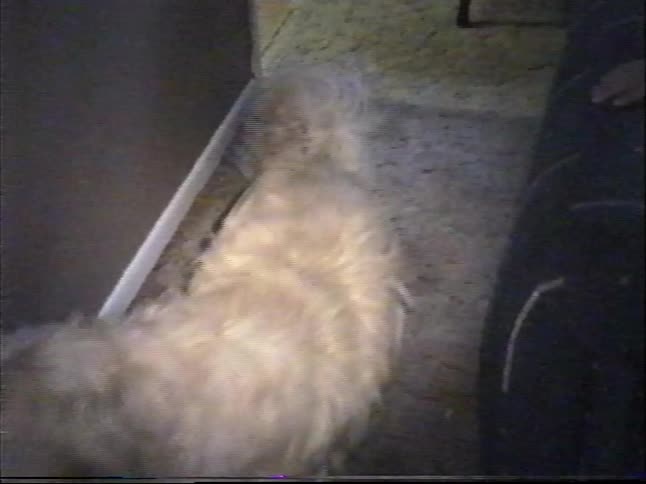 Vintage VHS home video captures a fluffy white dog walking down a hallway and two young boys petting their dog on the couch