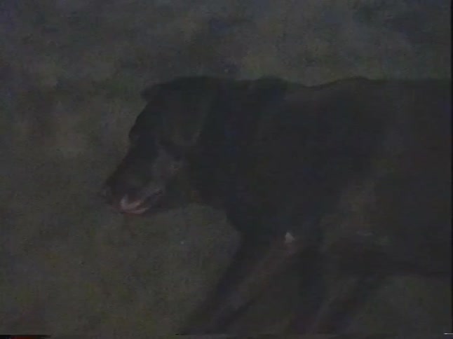 A vintage, grainy home video shows a sleepy black dog being lovingly pet by its family on the living room floor