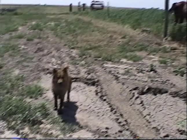 Vintage home movie footage captures a family and their dog enjoying a sunny day in a dry, rural field near a horse pasture