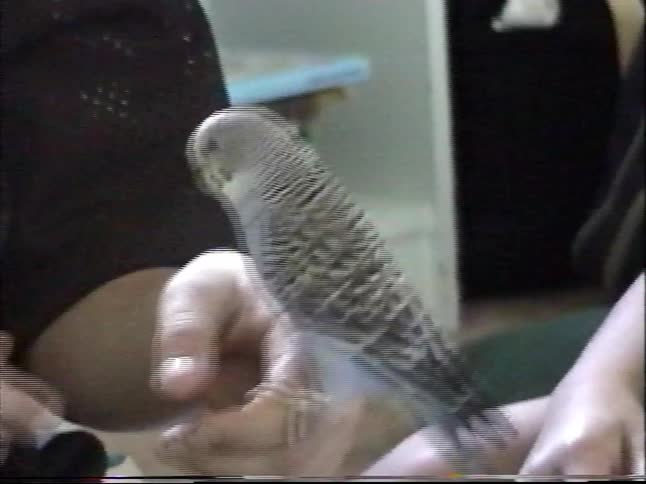 A vintage clip of a pet parakeet sitting on a person's hand before climbing onto their shoulder to play with a sheriff's badge