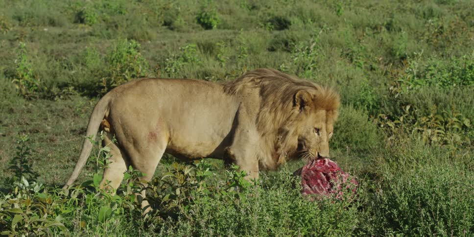 Lion carrying dead prey
