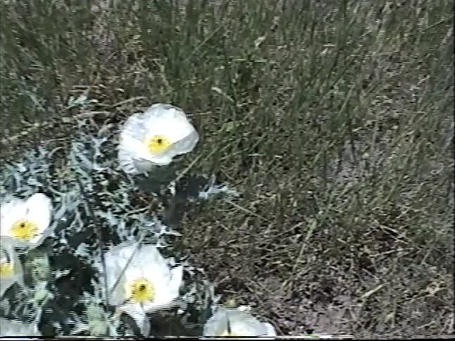 A girl on a dirt path in a grassy field stops to look at white and yellow wildflowers, followed by a close-up shot