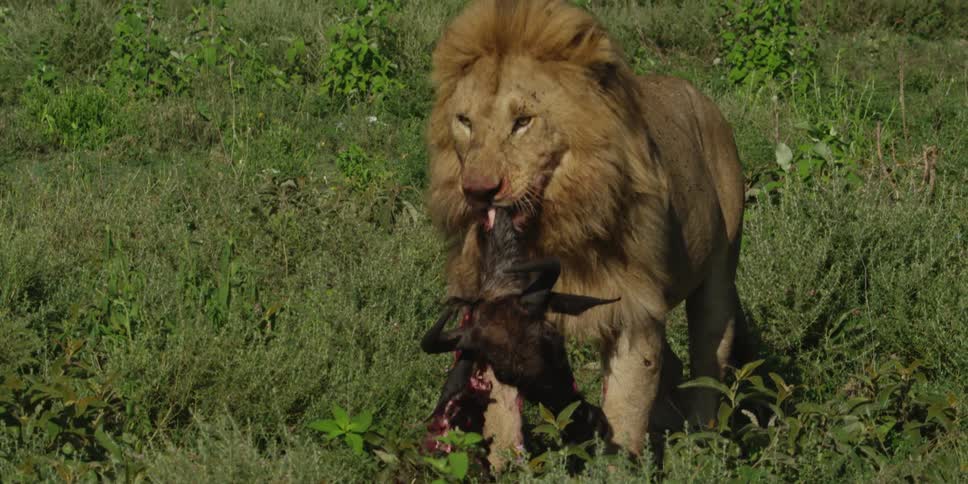 Lion eating dead prey