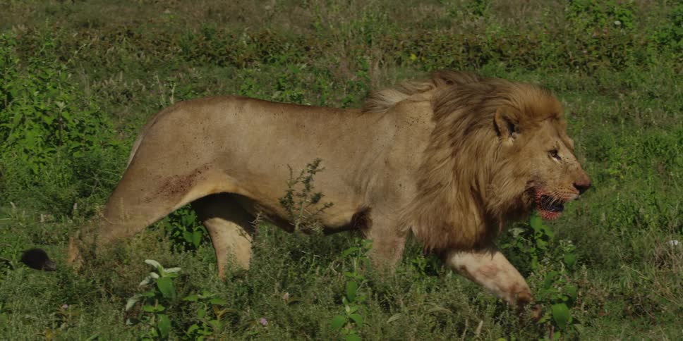 A large lion walks across an open field