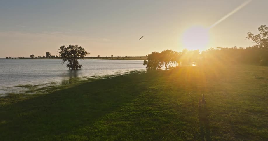Stunning aerial shot of two kangaroos and a bird flying by a serene lakeside at golden hour in the Australian outback