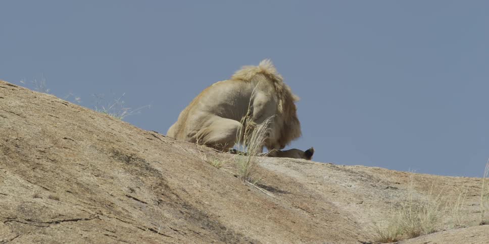 Lion crouching over a lioness