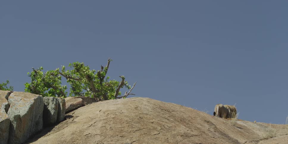 A couple of lions sit on top of a mountain