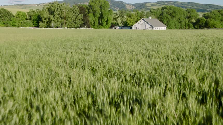 Skimming low over young green wheat to reveal an idyllic white country barn with rolling hills in the distance