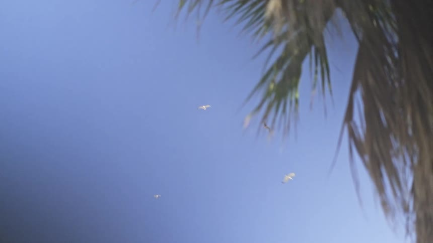 A low-angle slow-motion view of seagulls flying in a clear blue sky, framed by a palm tree