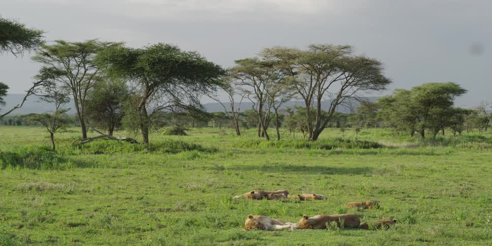 Lionesses napping on the savanna