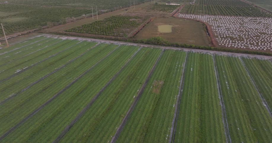 A slow aerial descent over expansive green agricultural fields with neat rows, revealing different types of farmland in the background