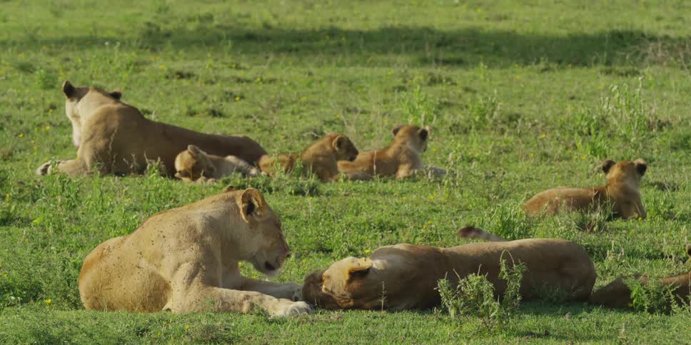 Pride of lions laying on grass in the sun