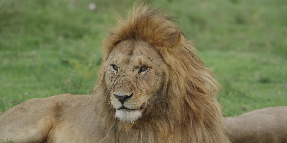 Flies buzzing around a lion's face