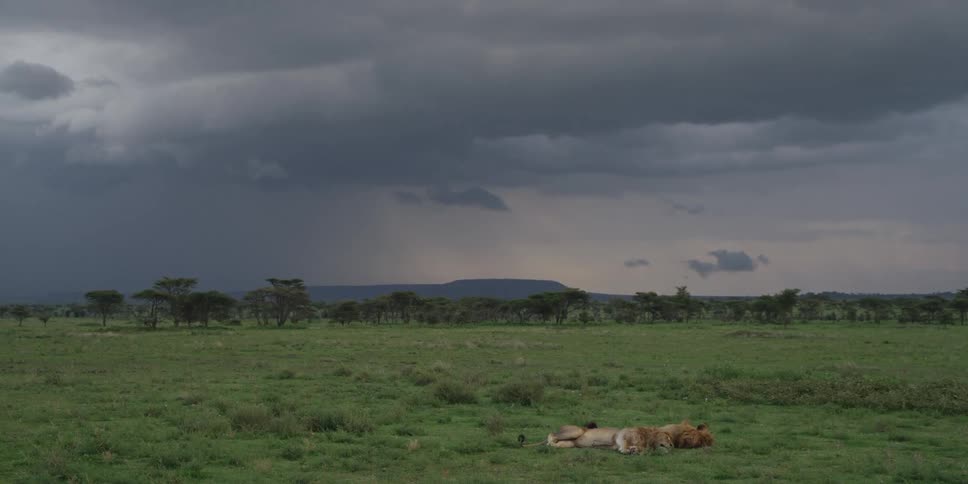Two lions resting on a cloud covered savannah
