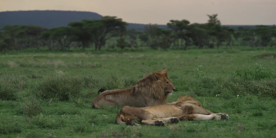Two lions resting in the grass