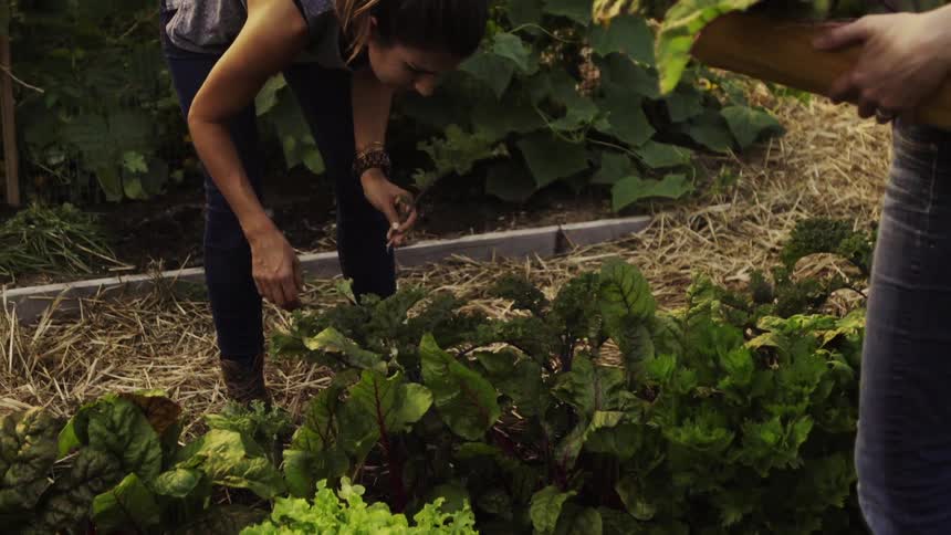 Two women are picking leafy greens from a garden
