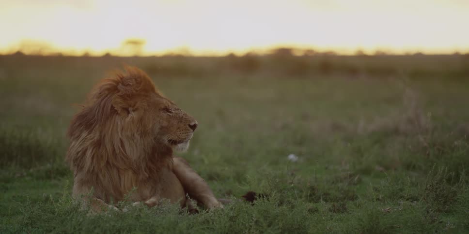 Lion laying in a field at sunset