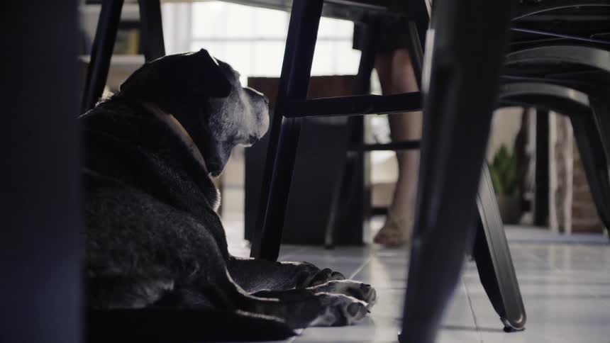 A dog is sitting underneath a kitchen table