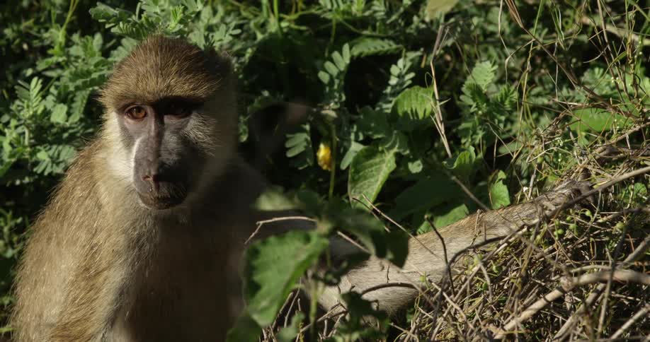 Close up if a monkey sitting by some leaves
