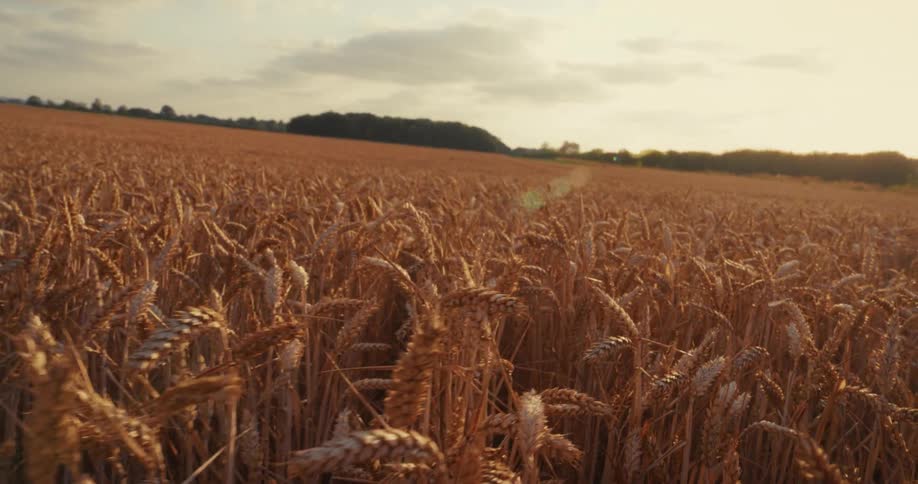 Slow pan across a vast, golden field of wheat basking in the warm glow of the setting sun