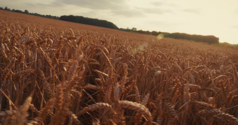 Slow, canted-angle pan across a vast, golden wheat field basking in the warm glow of sunset