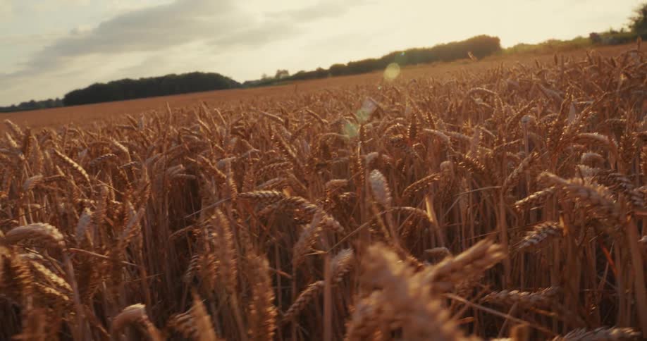 A vast field of golden wheat sways gently in the breeze, bathed in the warm light of the setting sun