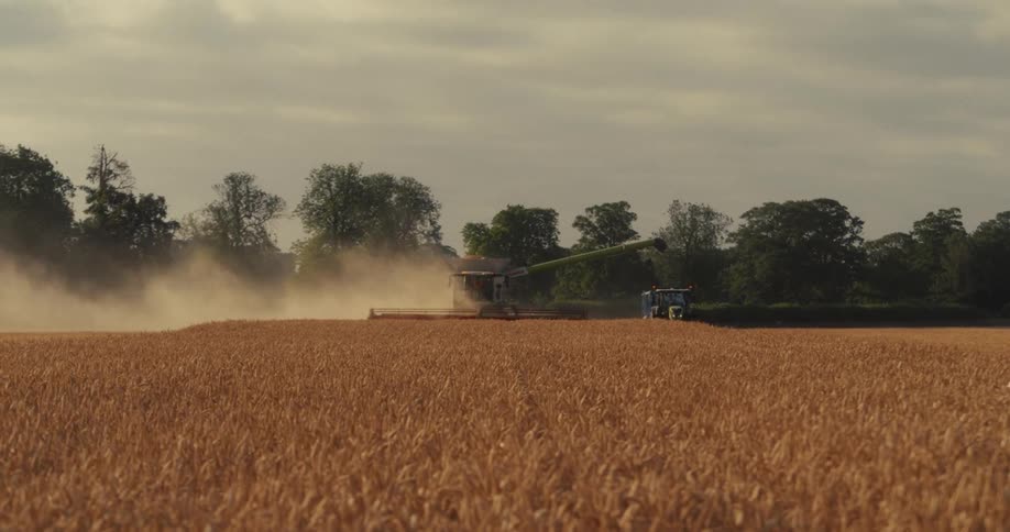 A combine harvester kicks up dust while harvesting a golden wheat field with a tractor nearby