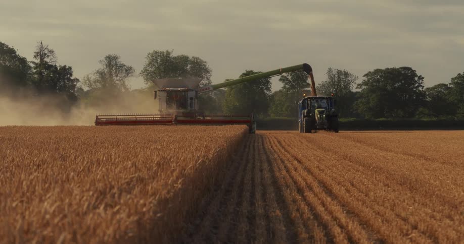 A combine harvester works through a golden field, cutting wheat and offloading the grain into a tractor trailer during a dusty rural harvest