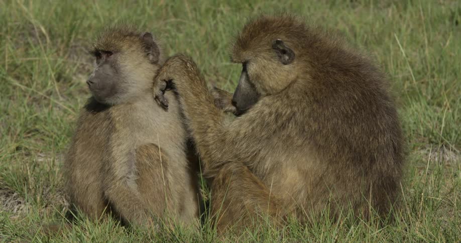 Two monkeys sitting in grass