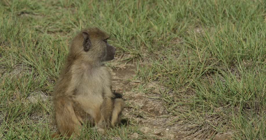 A small monkey sits in the grass