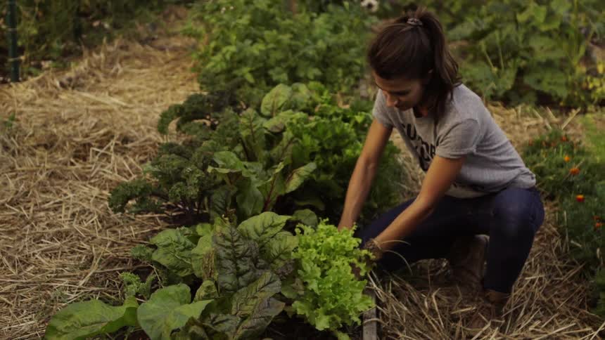 A woman is picking lettuce from a garden