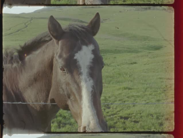A vintage film shot captures a close-up of a beautiful brown horse standing behind a barbed-wire fence in a grassy field