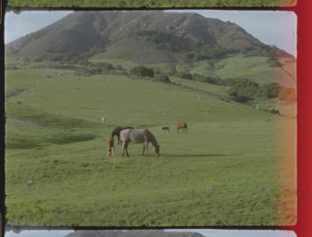 Vintage film shot of horses, including a foal, grazing peacefully in a lush green meadow at the base of a mountain