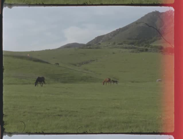 Horses and a foal graze peacefully on a vast green mountain pasture in this nostalgic vintage film clip