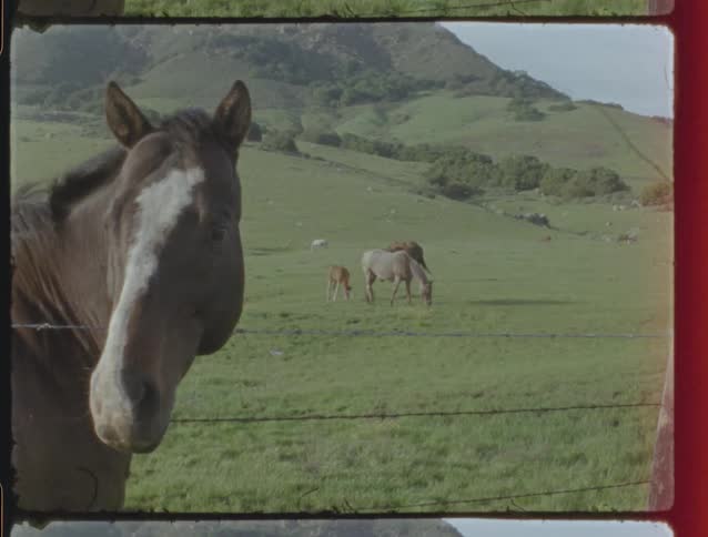 Vintage film shot of a curious brown horse looking toward the camera as other horses graze in a grassy pasture