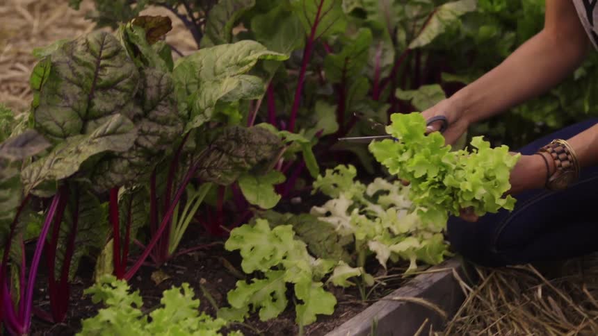 A woman is picking lettuce from a garden